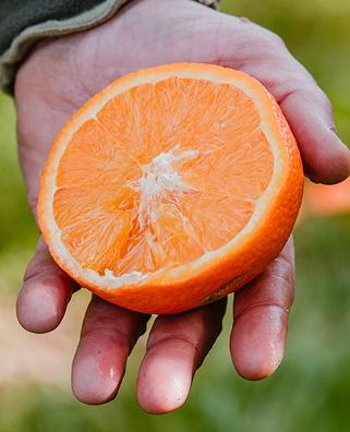 naranja